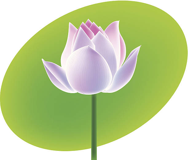 lotus Blume – Vektorgrafik