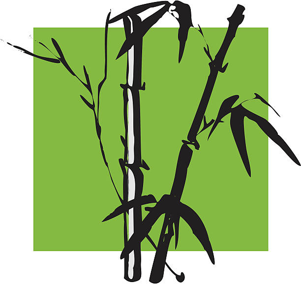 Bambú - ilustración de arte vectorial