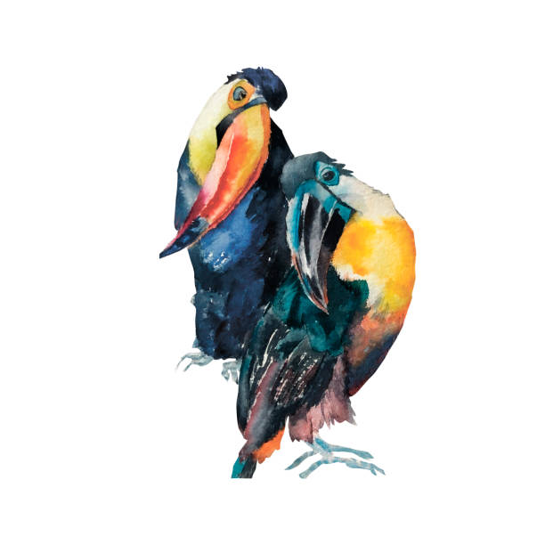 Tucans exotic tropical birds watercolor illustration isolated on white Tucans exotic tropical birds watercolor illustration, hand painted yellow and blue bird feather for compositions, greeting cards, fabric, design isolated on white. toucan white background stock illustrations