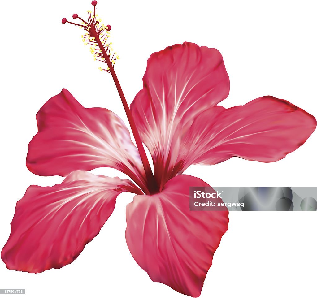 red hibiscus flower Vector mesh illustration of exotic flower Hibiscus Beauty In Nature stock vector