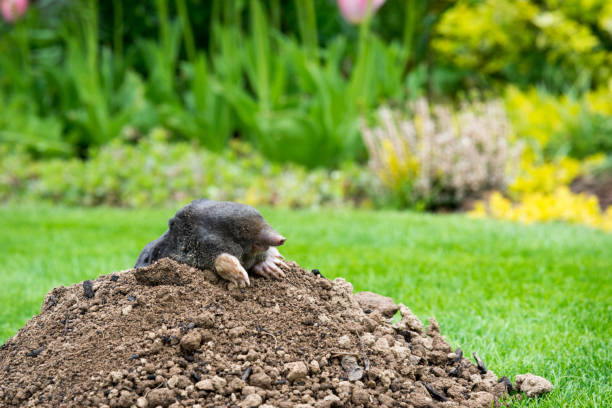 istock Mole peeking from the mole hill in the garden 1375948966