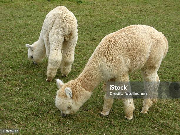 Alpakas Stockfoto und mehr Bilder von Alpaka - Alpaka, Fotografie, Füttern