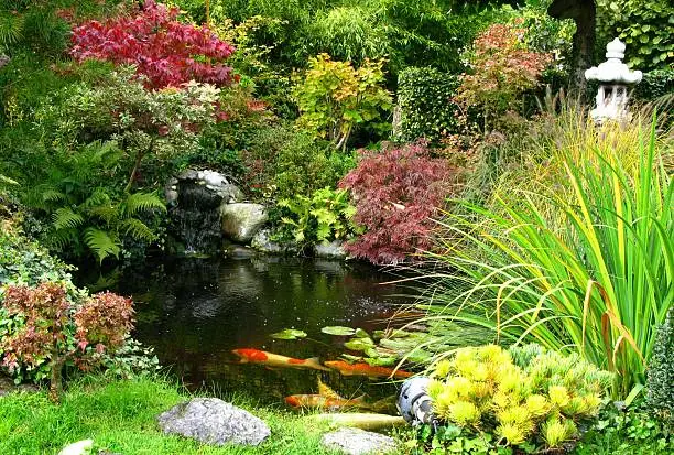 Japanese garden and koi-pond