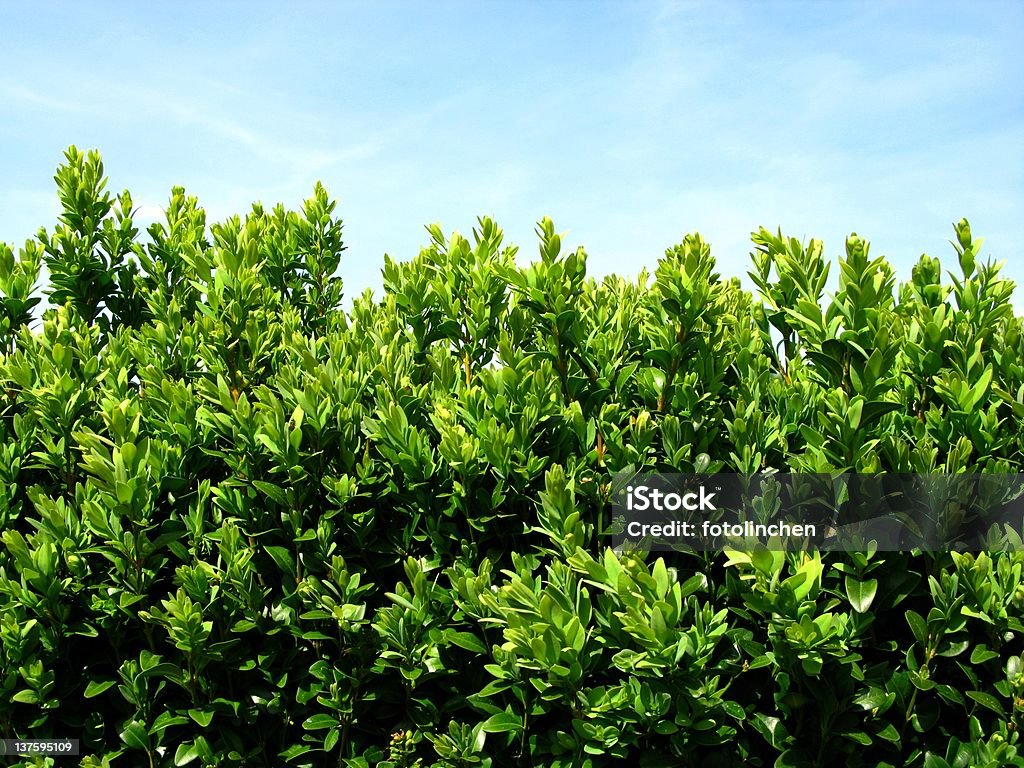 Box Hecke - Lizenzfrei Buchsbaum Stock-Foto