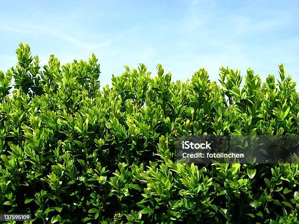 Box Hecke Stockfoto und mehr Bilder von Buchsbaum - Buchsbaum, Fotografie, Fotografische Themen