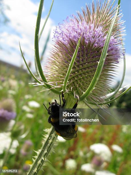 Teaspoon Blossomdipsacus Fullonum Stockfoto und mehr Bilder von Blume - Blume, Blüte, Distel