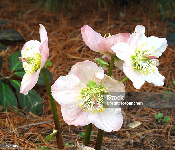 Hellebore Christrose Stock Photo - Download Image Now - Buttercup Family, Corsican Rose, Flower Head