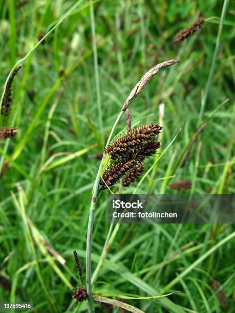 Photo libre de droit de Blaugruene Seggecarex Flacca banque d'images et plus d'images libres de droit de Couleur verte - Couleur verte, Herbe, Jonc