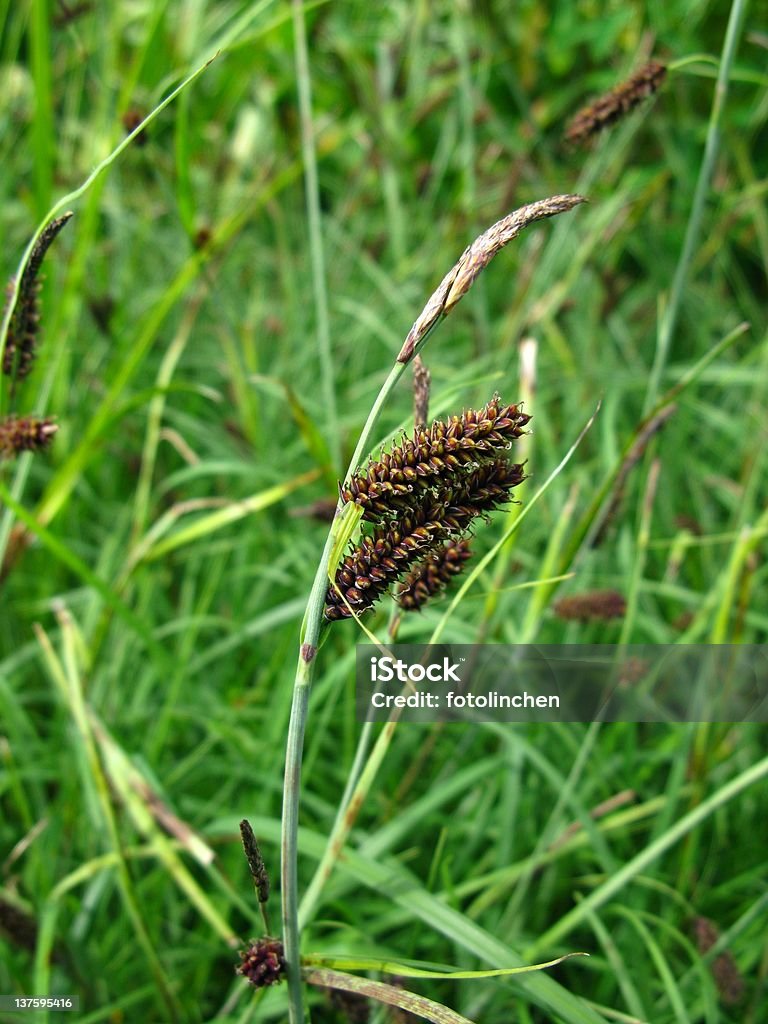 Blaugruene Segge-Carex flacca - 로열티 프리 0명 스톡 사진