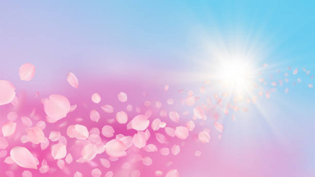 Vector background with realistic sakura petals and sun rays in sky. Template of flying voluminous blurred pink cherry blossom petal with blur effect. Spring floral romantic illustration. Vector background with realistic sakura petals and sun rays in sky. Template of flying voluminous blurred pink cherry blossom petal with blur effect. Spring floral romantic illustration rose petal stock illustrations