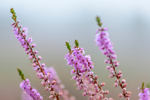 Close up of heather growing in the summer sun