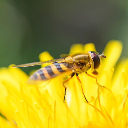 Hoverfly Syrphus ribesii sitting on a flower during springtime. Macro close up photograph.