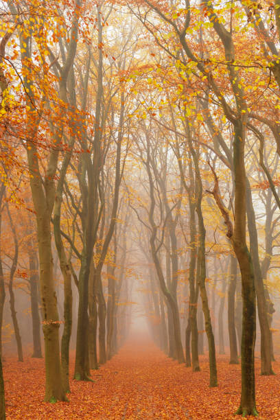 istock Path through a foggy Beech tree landscape during a beautiful fall morning 1375969251
