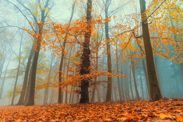 Foggy Beech tree landscape during a beautiful fall morning in the Veluwe nature reserve in Gelderland, The Netherlands.