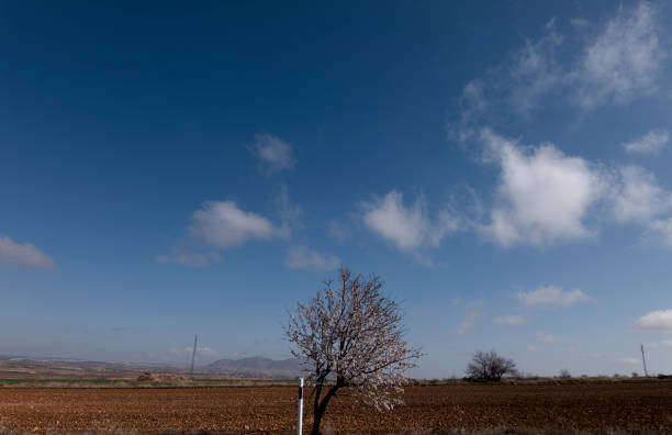 Blossom almond tree in field against sky. Andalusia, Spain