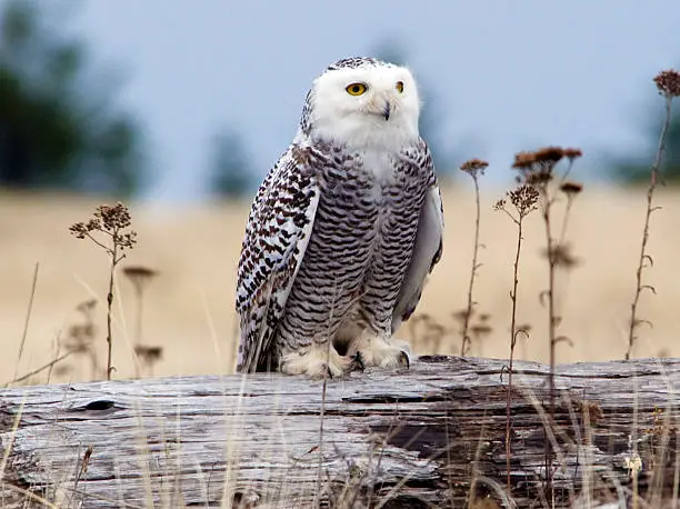 A Snowy Owl, Bubo scandiacus, searches for prey at Damon Point on Protection Island, on the coast of Washington state near Ocean Shores.