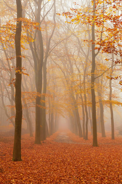 istock Path through a foggy Beech tree landscape during a beautiful fall morning 1375974661