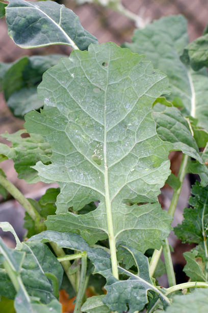 istock Aphids hunter - larvae of the hoverfly (Syrphidae) under Rapeseed leaf and residues from aphid colonies Brevicoryne brassicae, commonly known as the cabbage aphid. 1375975193