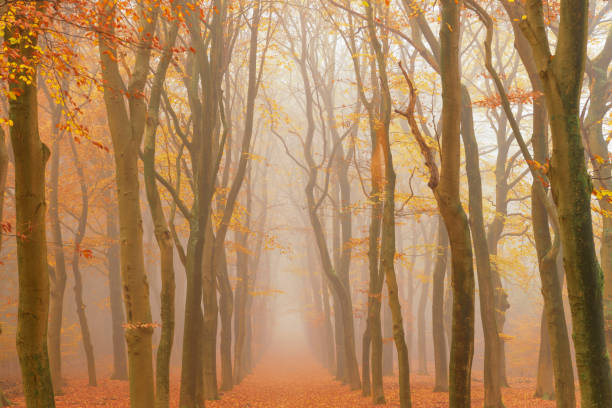istock Path through a foggy Beech tree landscape during a beautiful fall morning 1375975719