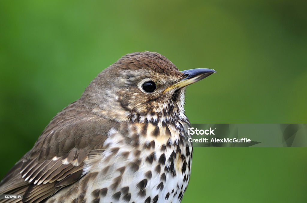 Song Thrush In An English Garden Stock Photo - Download Image Now - Animal  Wildlife, Beak, Bird - iStock
