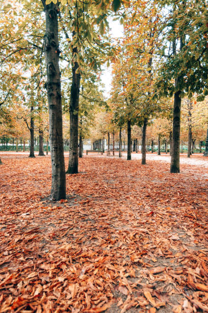 istock autumnal park in paris 1375984396