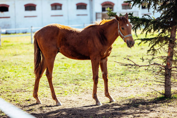 A beautiful, brown horses in the farm . Rural morning scenery of with farm animals.\