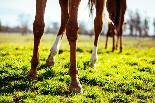 A close-up shot of a horse's legs