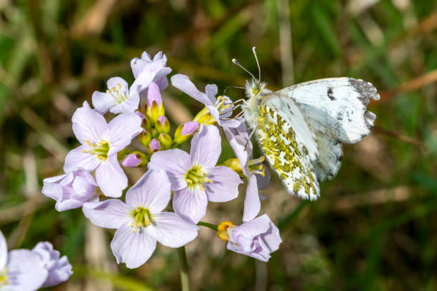 Orange tip butterfly female (Anthocharis cardamines) Orange tip butterfly female (Anthocharis cardamines) with its wings outstretched feeding on a cuckoo flower (Cardamine pratensis) in spring, stock photo image anthocharis cardamines stock pictures, royalty-free photos & images