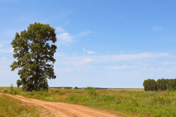 High lonely oak tree in the field. Background. Landscape.