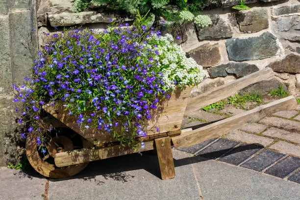 Lobelia erinus a summer autumn fall flowering plant with a blue purple summertime flower planted in a wooden wheelbarrow trough, stock photo image
