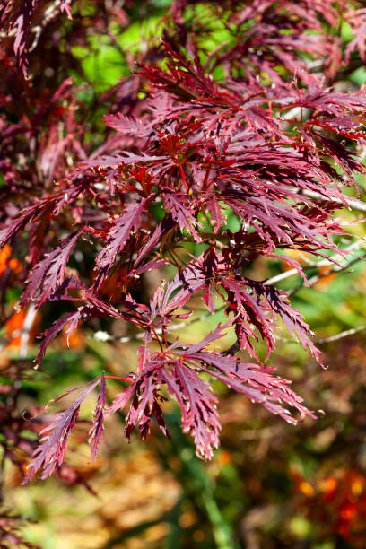 istock Acer Palmatum var. dissectum 'Garnet' 1375986620