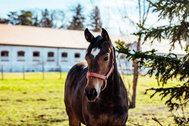 Beautiful young horse. Outdoors on flower field, green grass, enjoying spring time.\