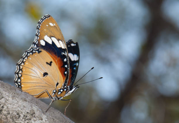 istock Danaid eggfly Hypolimnas misippus on the branch. 1376003139