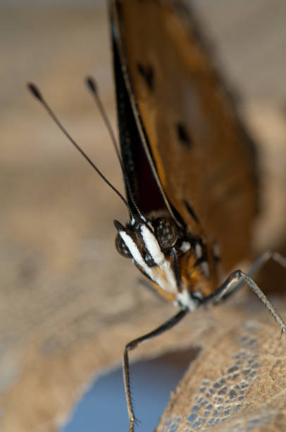 Female danaid eggfly Hypolimnas misippus. Gir National Park. Gujarat. India.