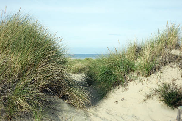 istock Autumn in the dunes 1376008096