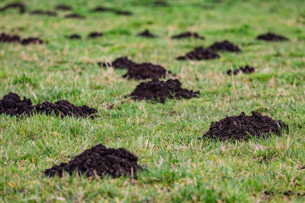 istock Molehills in a green space could be a lawn damage 1376009311