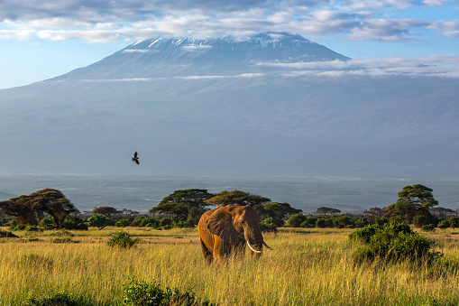 Mt Kilimanjaro and African Elephant at Wild