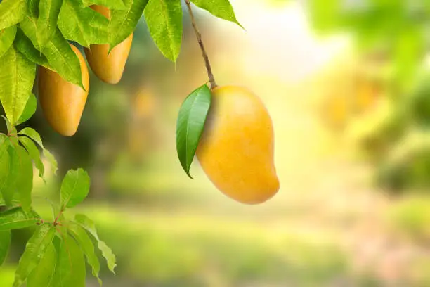 Photo of Mango fruit on tree with farm background