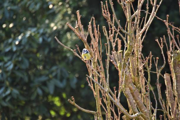 istock Bluetit at a branch in front of a green hedge 1376019904