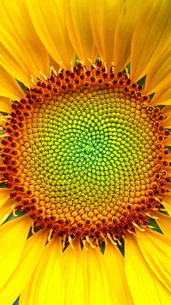 istock Sunflower 1376022058