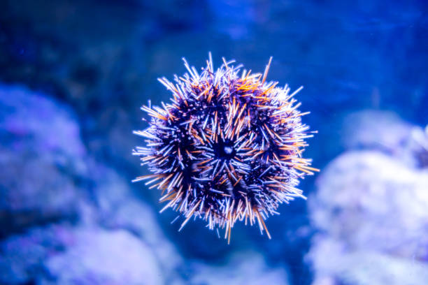 istock Sea urchin 1376031197