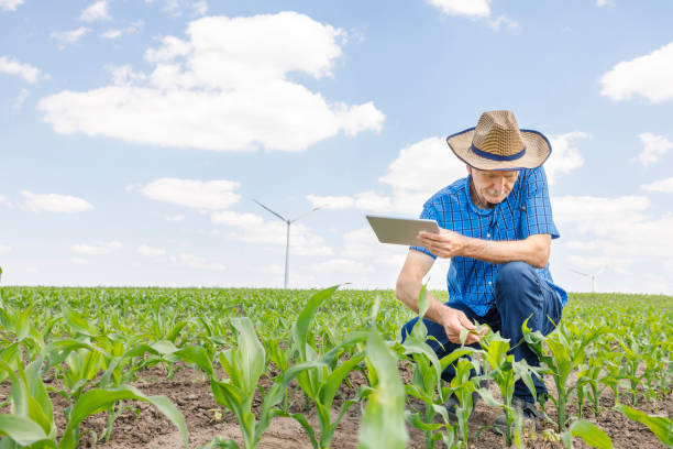 istock Farmer holding digital tablet when inspecting corn crops 1376032838