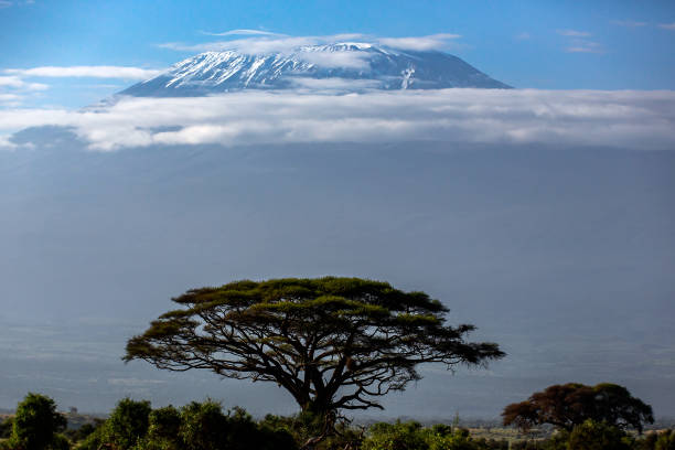 istock Acacia Tree and Kilimanjaro Mountain 1376033385