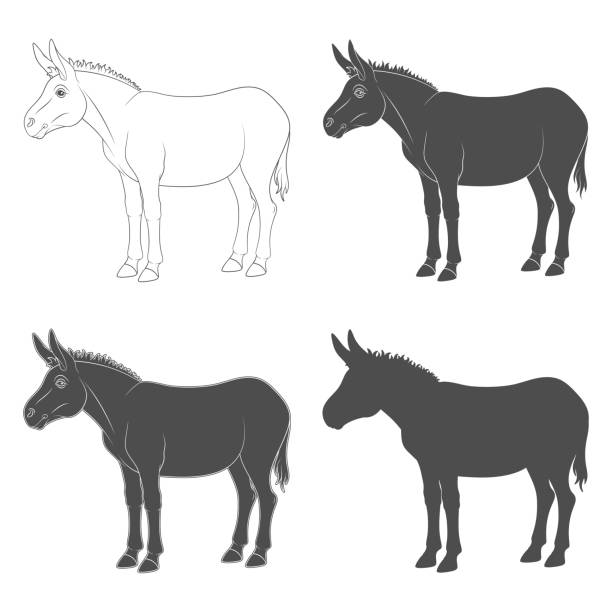 Set of black and white illustrations with donkey, mule. Isolated vector objects. Set of black and white illustrations with donkey, mule. Isolated vector objects on a white background. donkeys and mules drawings stock illustrations