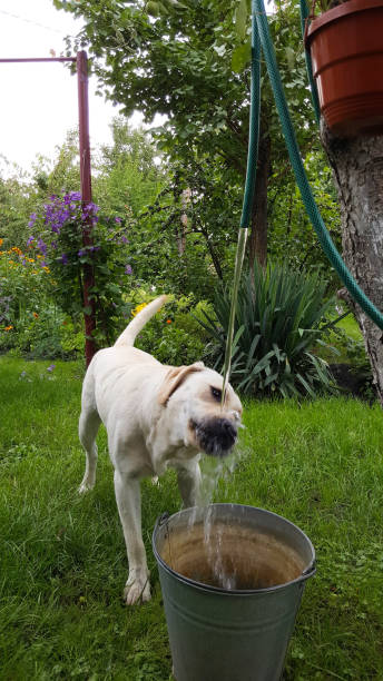 istock Labrador plays in the backyard with a water hose 1376042590