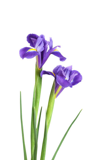 istock two iris flowers on a white isolated background 1376043134