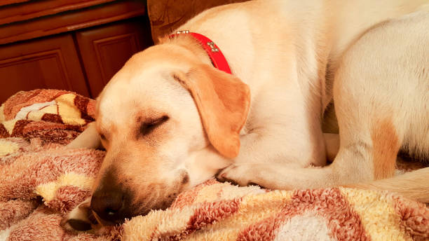 istock White cute labrador is lying on the couch. 1376043678