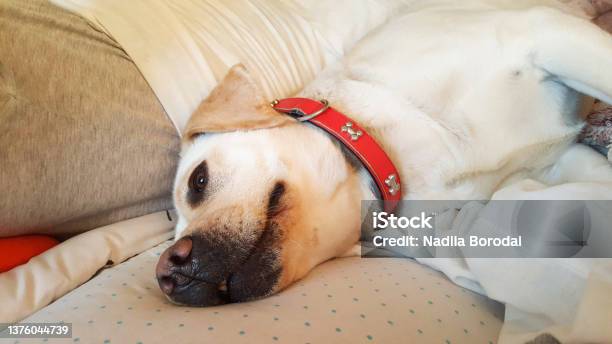 Golden Retriever Lying On A Sofa At Home Stock Photo - Download Image Now - Gold Colored, Retriever, White Color