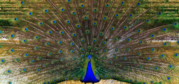 istock Peacock with tail outstretched seducing the female 1376046848