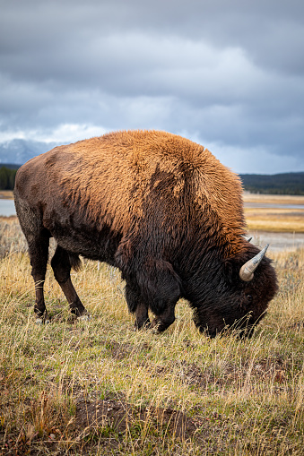 Brown fur american bison with sharp horn walking and eating dry grass on ground inside Yellowstone National Park, Wyoming, USA.